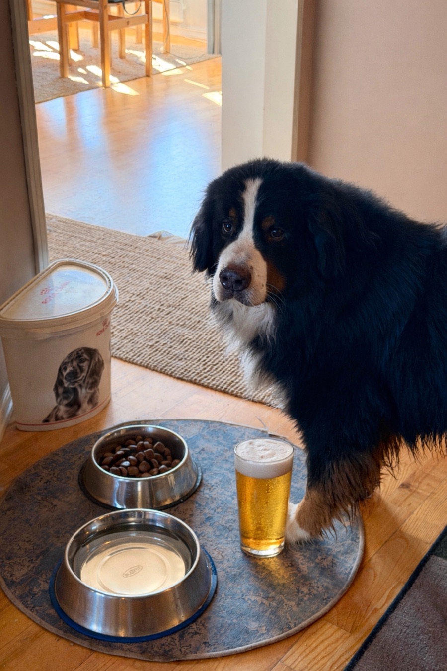 Atlas ved matskålen sin, med en godt skummet gin-drink ved siden av